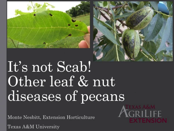 It’s not Scab! Other leaf &amp; nut diseases of pecans