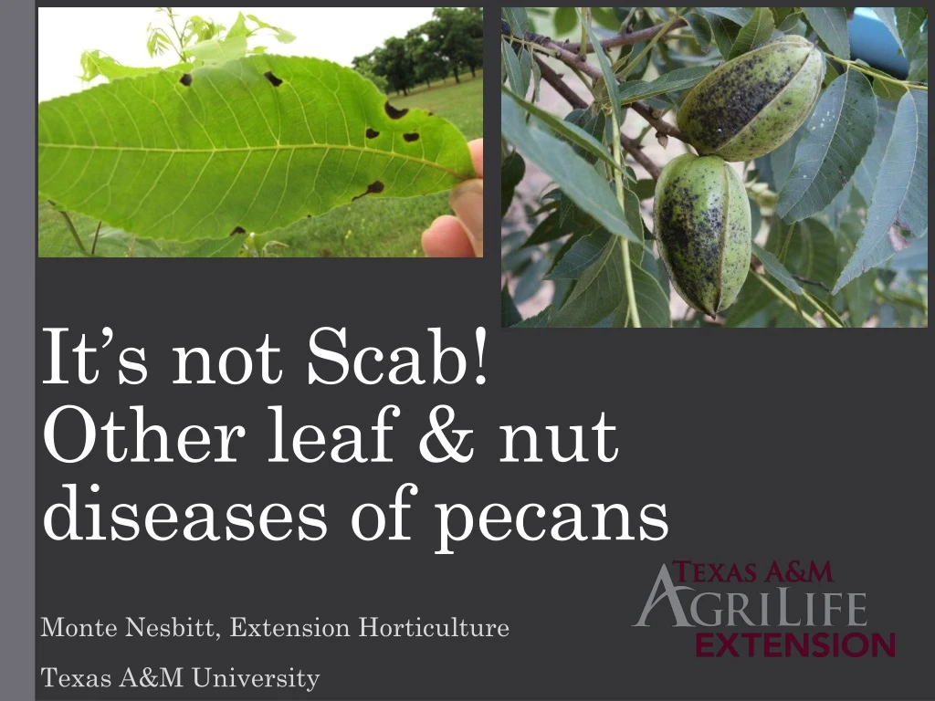 it s not scab other leaf nut diseases of pecans