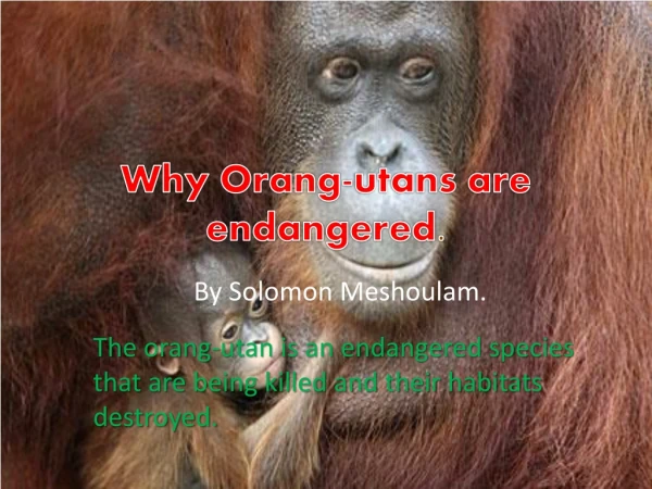 Why Orang-utans are endangered .