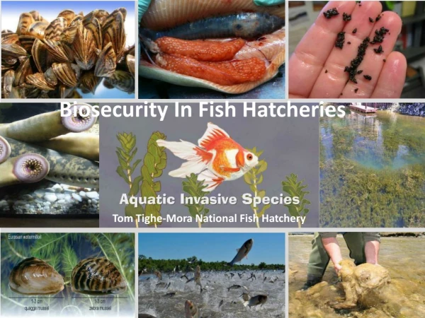 Biosecurity In Fish Hatcheries