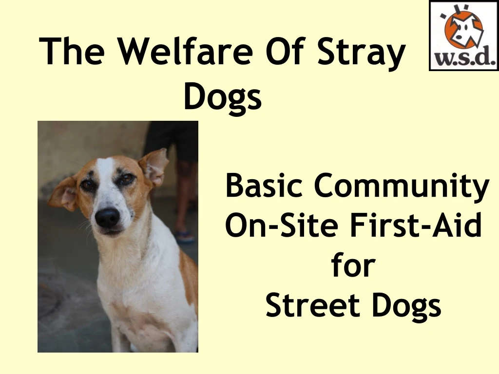 the welfare of stray dogs