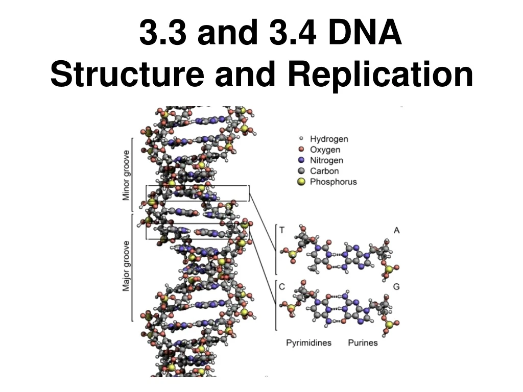 3 3 and 3 4 dna structure and replication