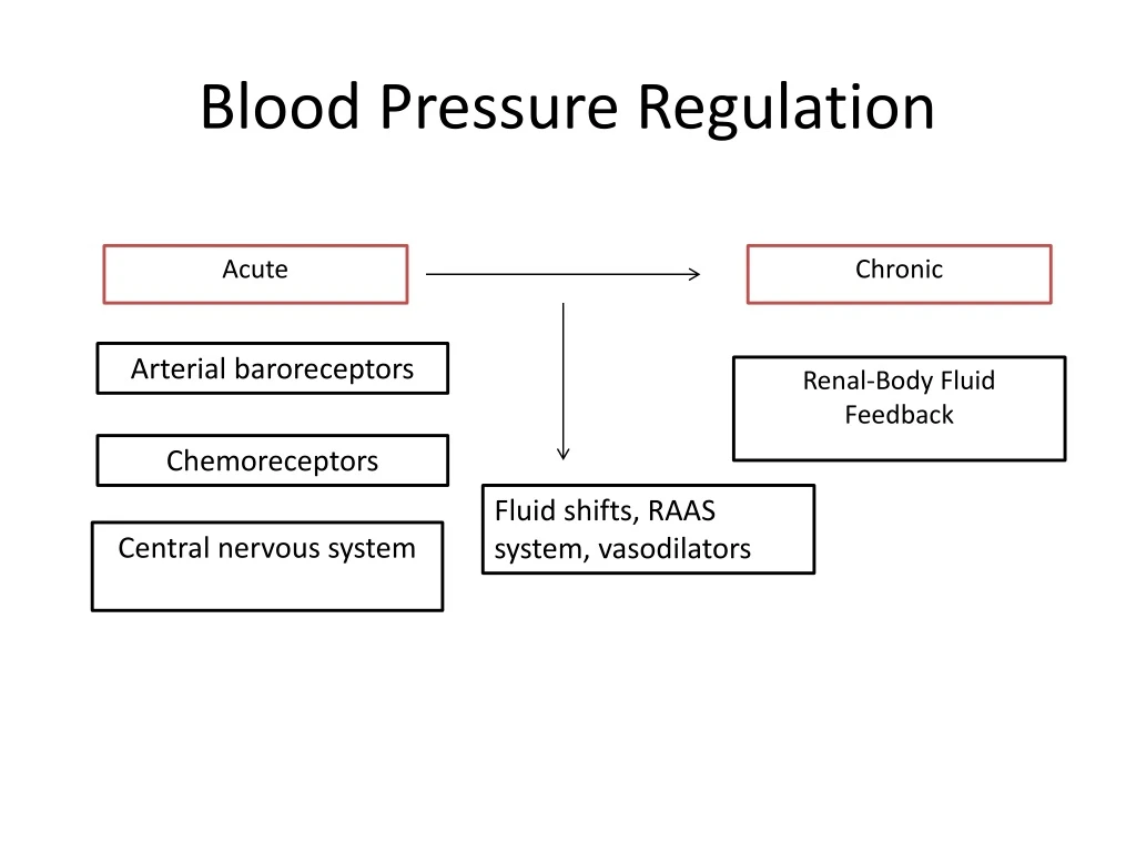 blood pressure regulation