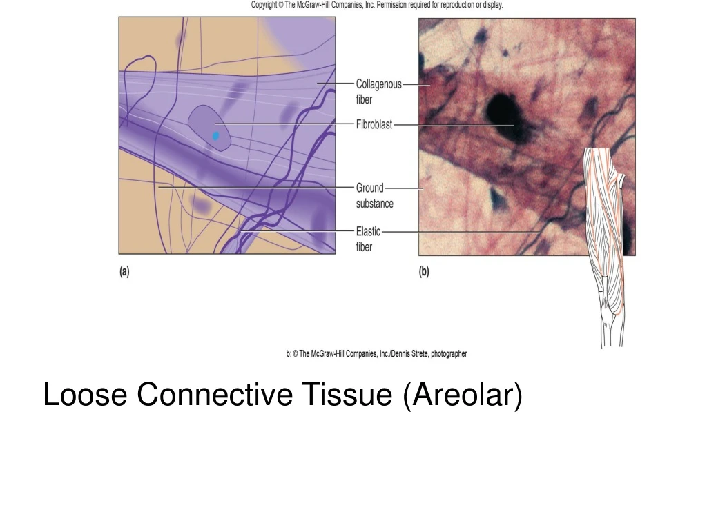loose connective tissue areolar