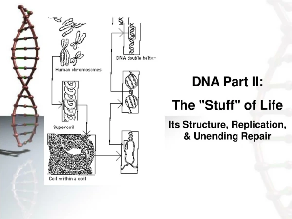 DNA Part II: The &quot;Stuff&quot; of Life Its Structure, Replication, &amp; Unending Repair