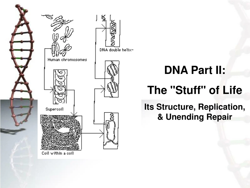 dna part ii the stuff of life its structure