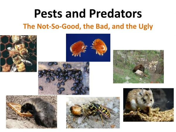 Pests and Predators