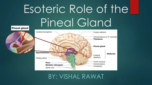 Esoteric Role of the Pineal Gland