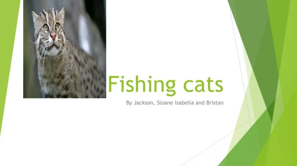 Fishing cats