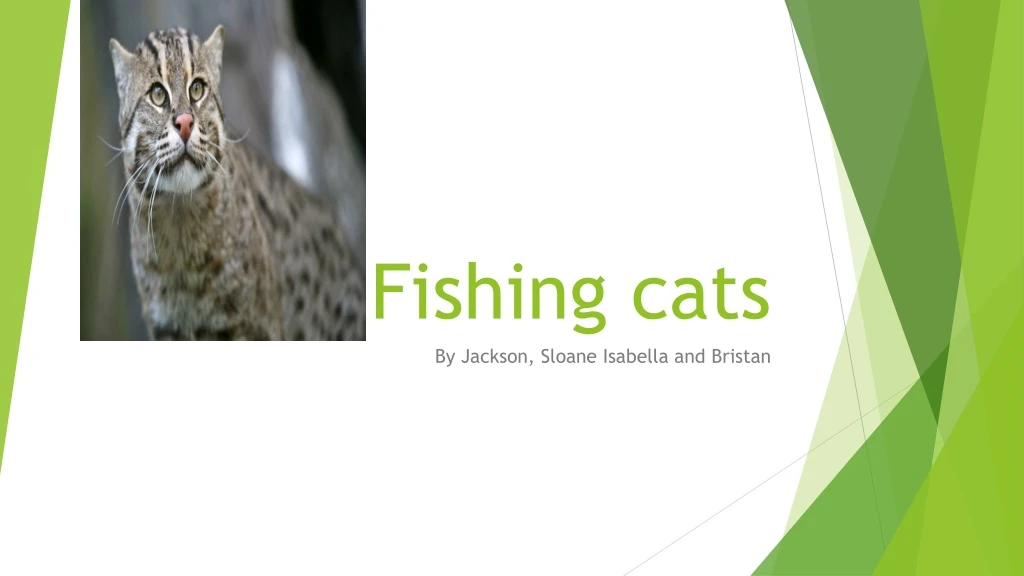 fishing cats