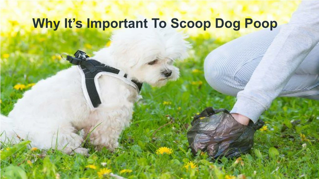 why it s important to scoop dog poop