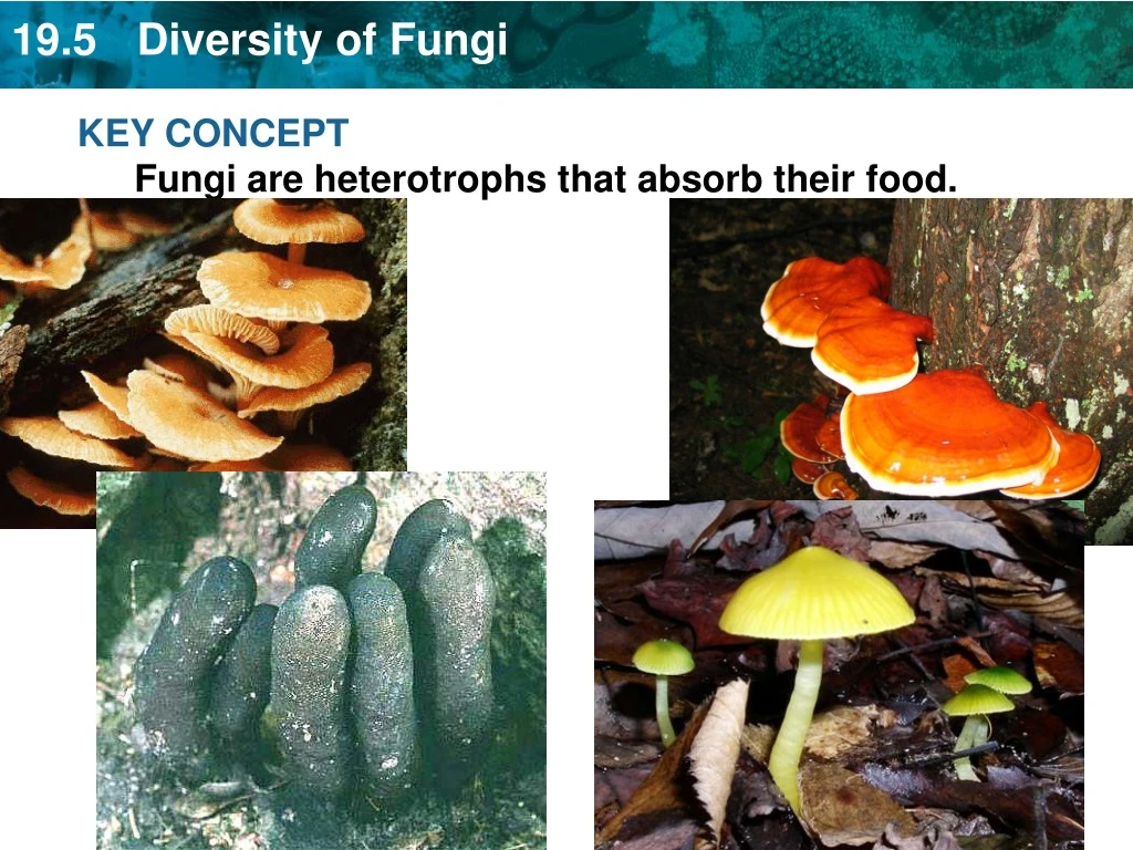 key concept fungi are heterotrophs that absorb