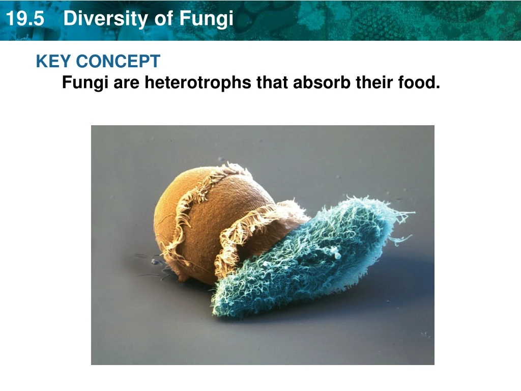 key concept fungi are heterotrophs that absorb