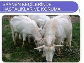 SAANEN KE ILERINDE HASTALIKLAR VE KORUMA - slide 1