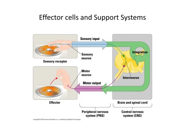 Effector cells and Support Systems