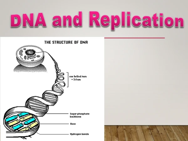 DNA and Replication
