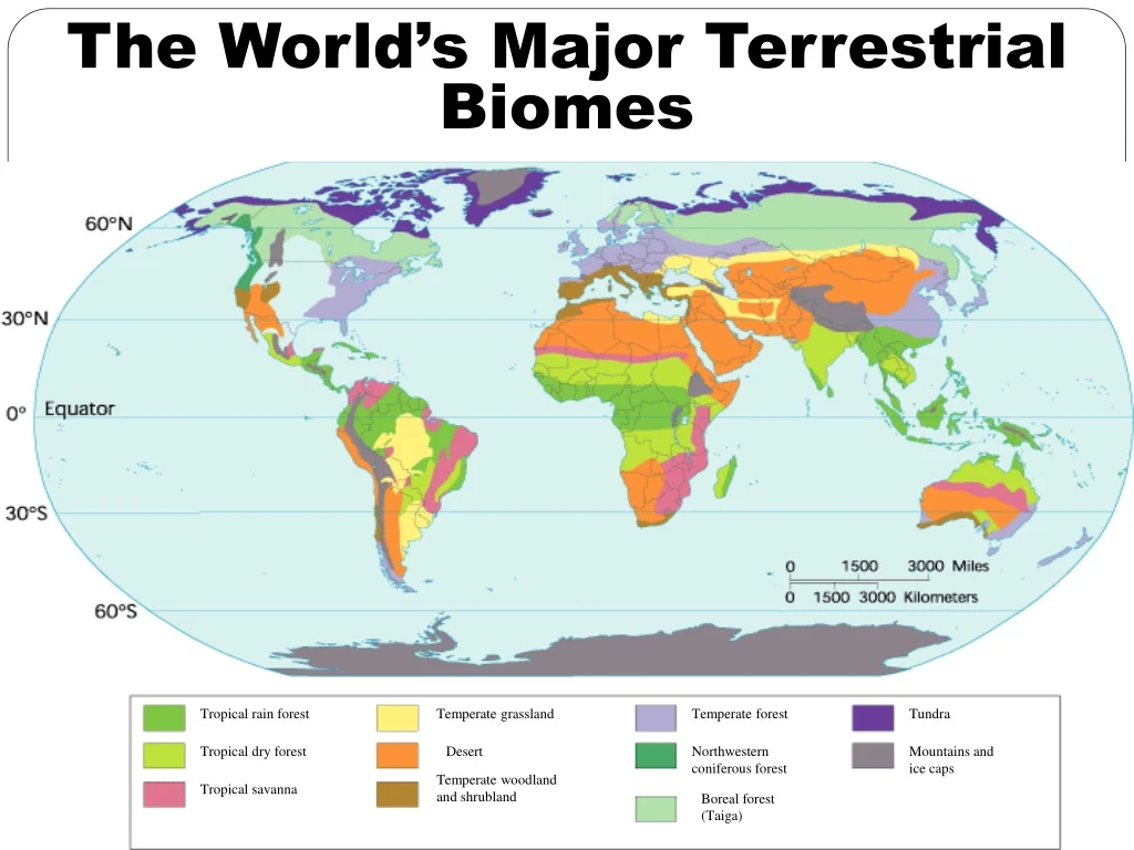 the world s major terrestrial biomes