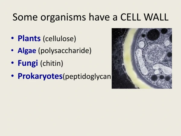 Some organisms have a CELL WALL