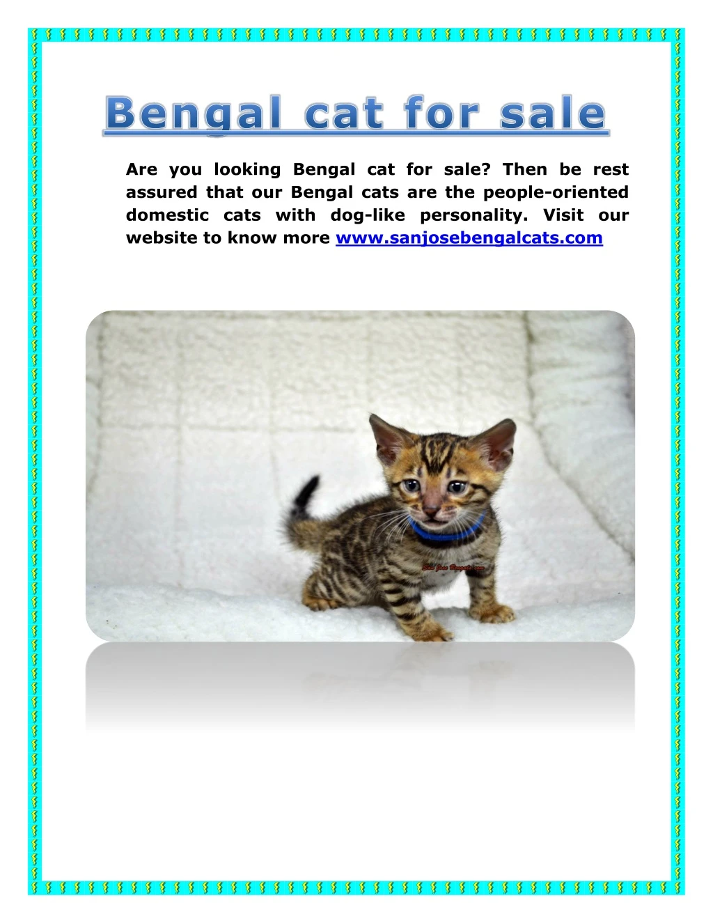 are you looking bengal cat for sale then be rest