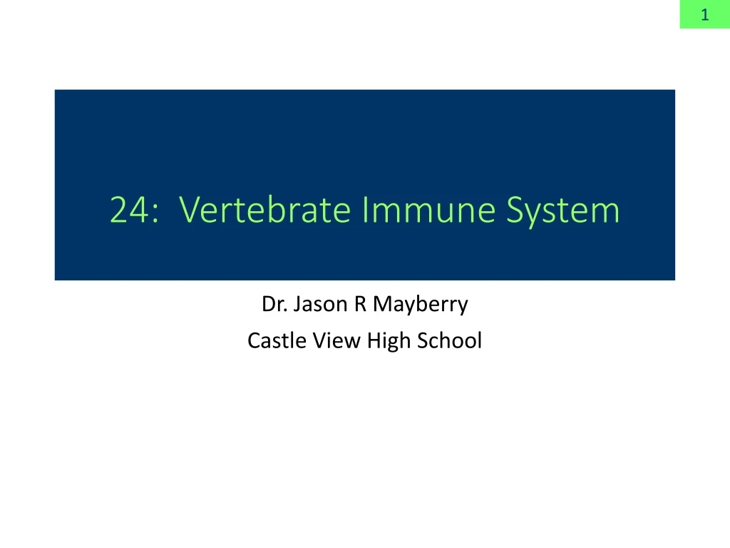 24 vertebrate immune system