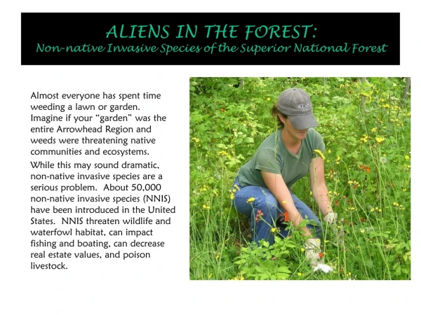 ALIENS IN THE FOREST: Non-native Invasive Species of the Superior National Forest