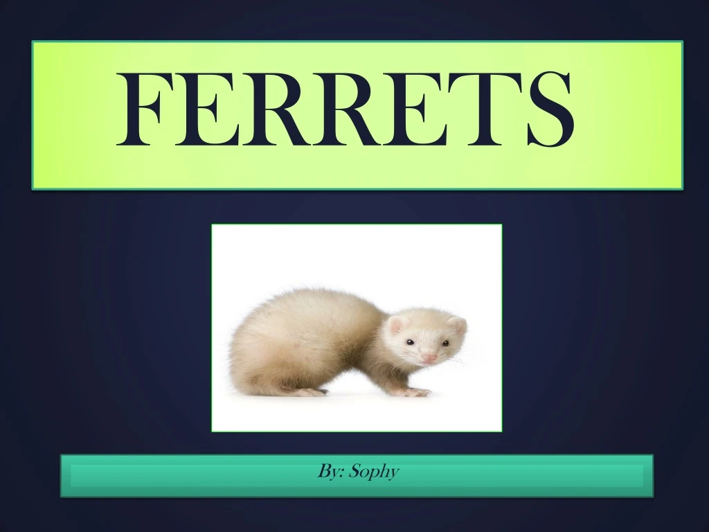 ferrets