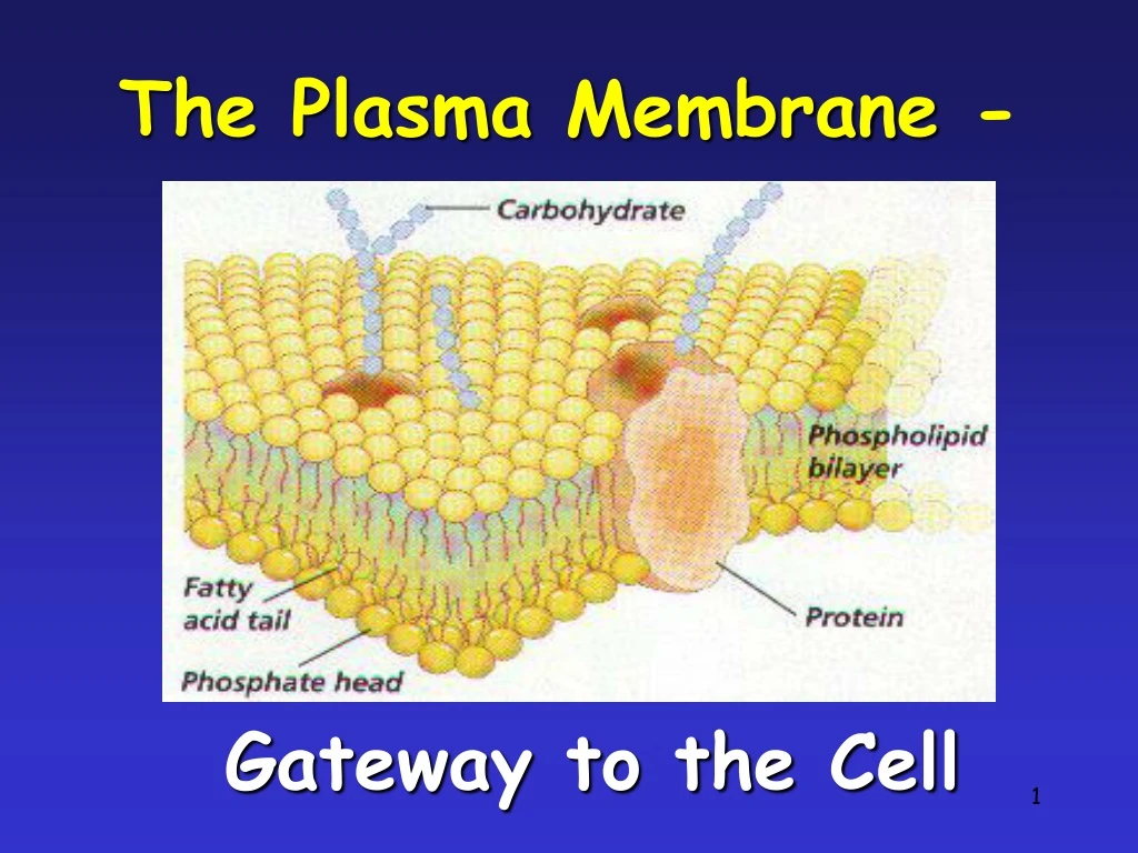 the plasma membrane