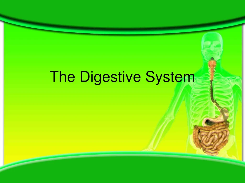 the digestive system