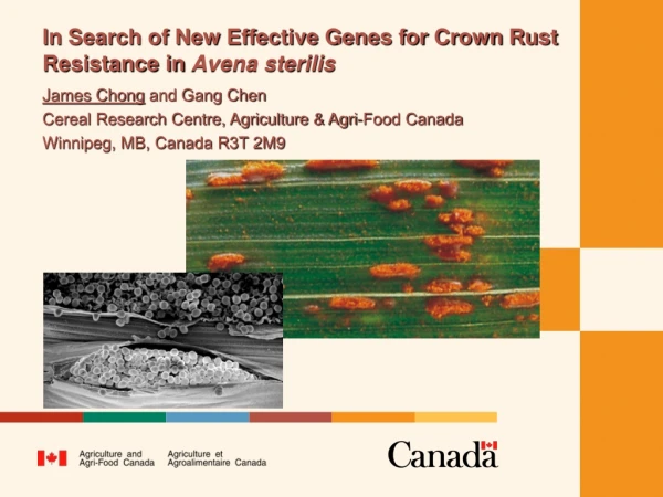 In Search of New Effective Genes for Crown Rust Resistance in Avena sterilis