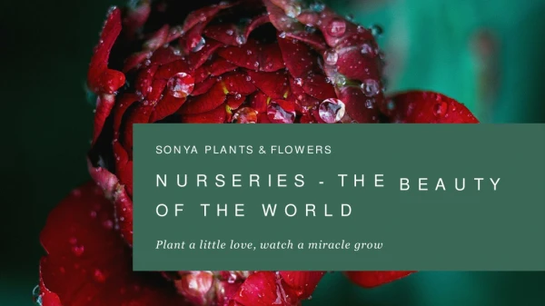 Leading Plants Nursery in Dubai - Sonya Plant & Flowers