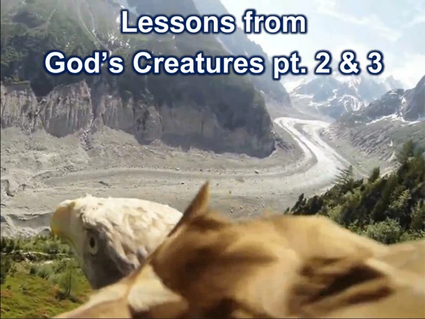 Lessons from God’s Creatures pt. 2 &amp; 3