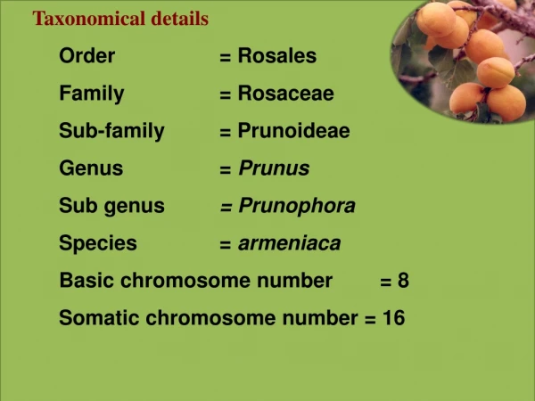 Taxonomical details Order		= Rosales 	Family		= Rosaceae 	Sub-family		= Prunoideae