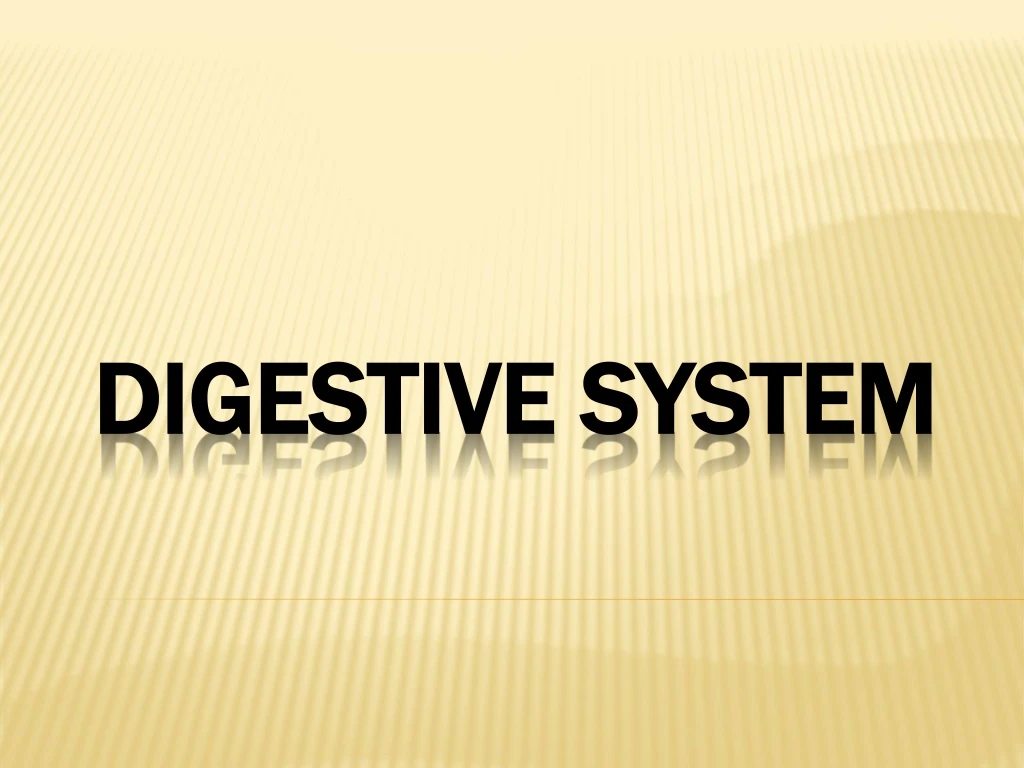 digestive system