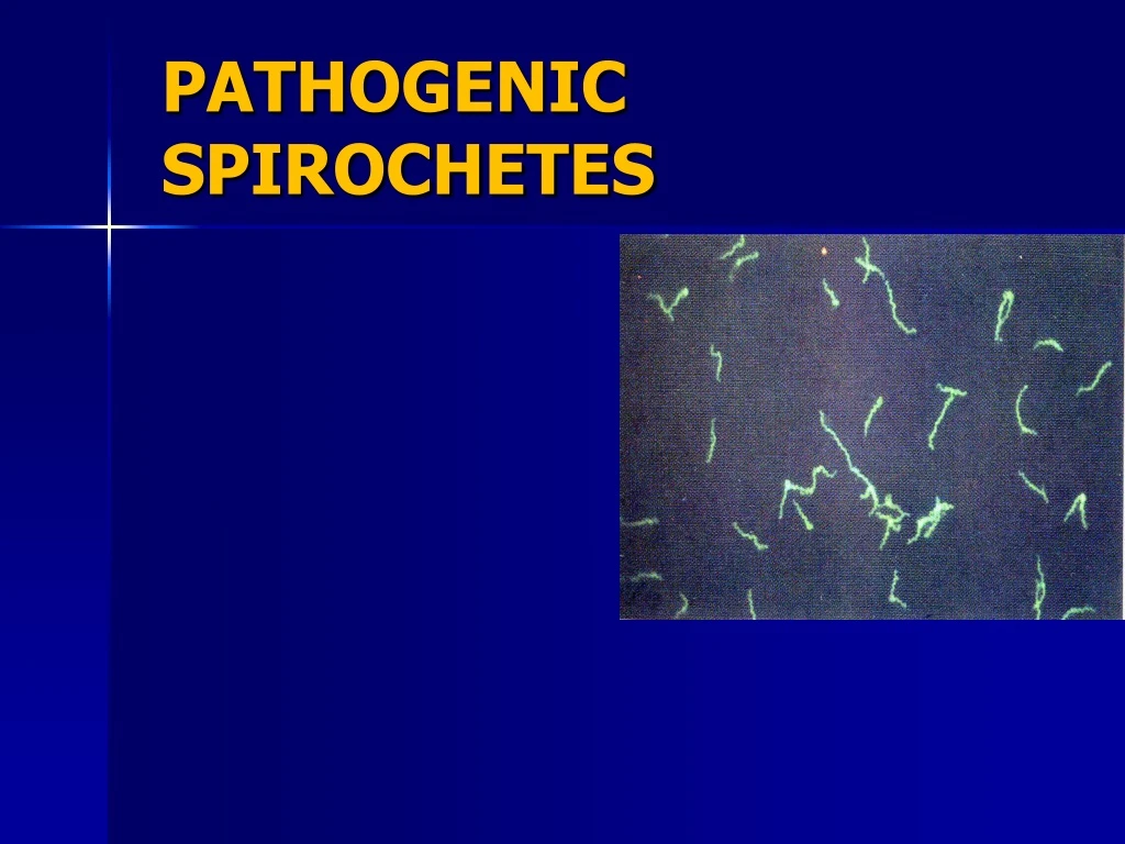 pathogenic spirochetes