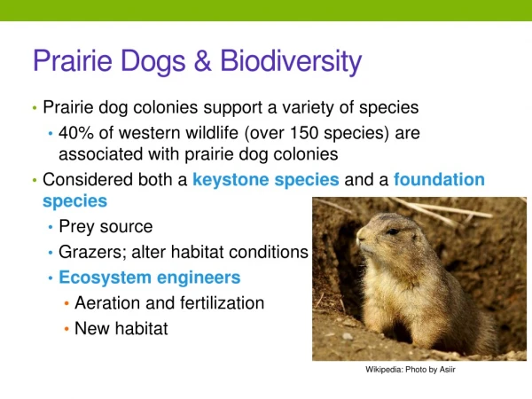 Prairie Dogs &amp; Biodiversity