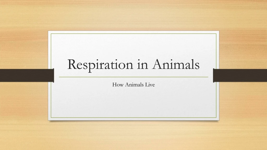 respiration in animals
