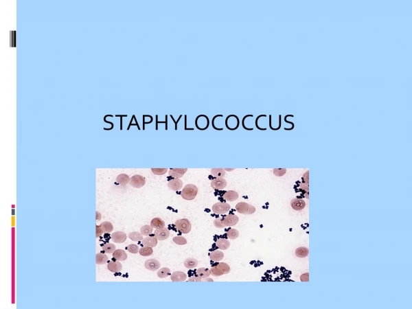 STAPHYLOCOCCUS