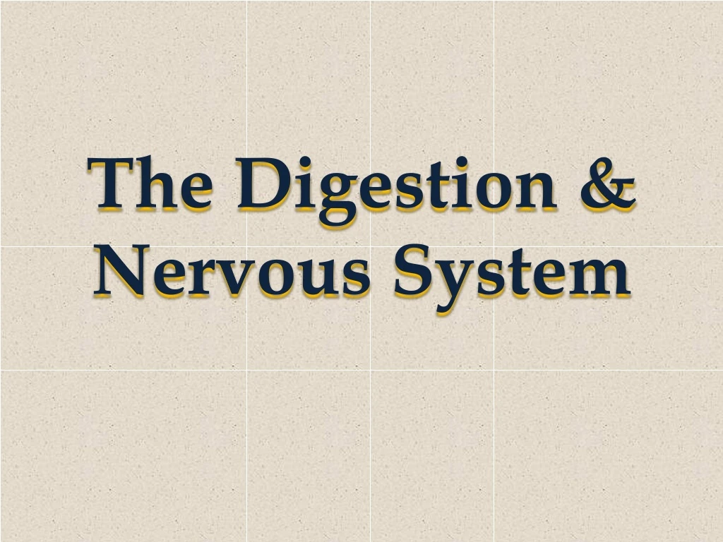the digestion nervous system