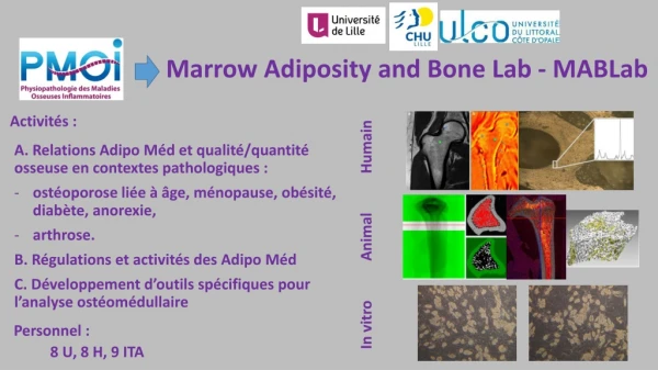 Marrow Adiposity and Bone Lab - MABLab