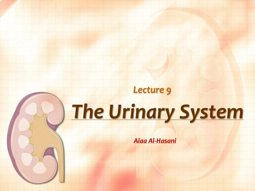 the u rinary system