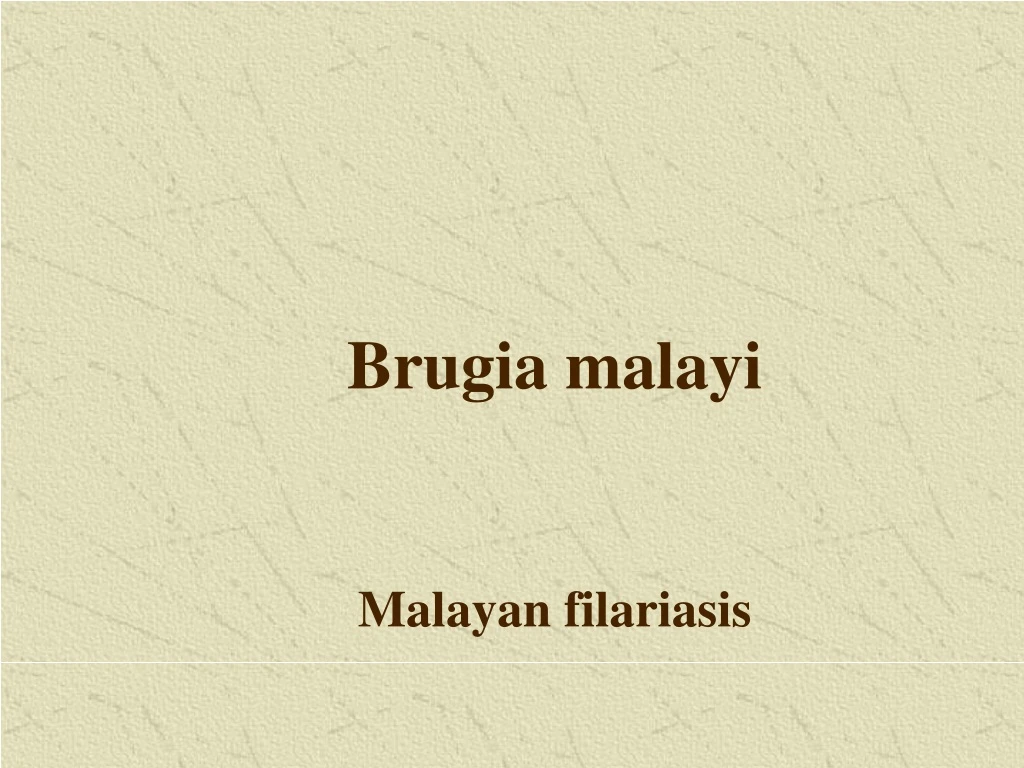 brugia malayi