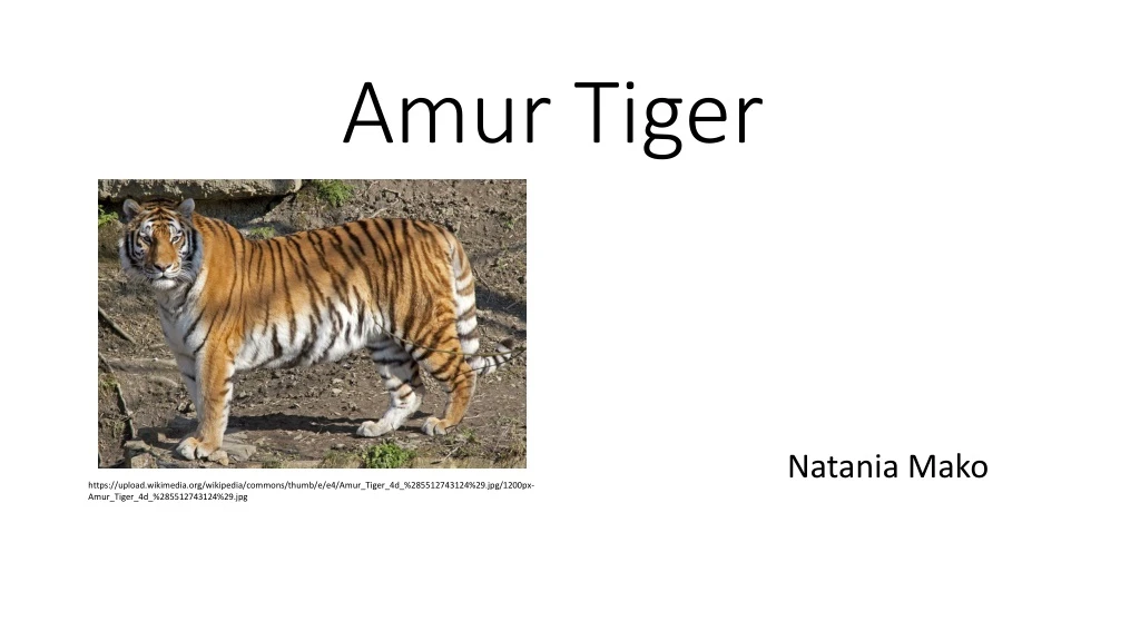 amur tiger