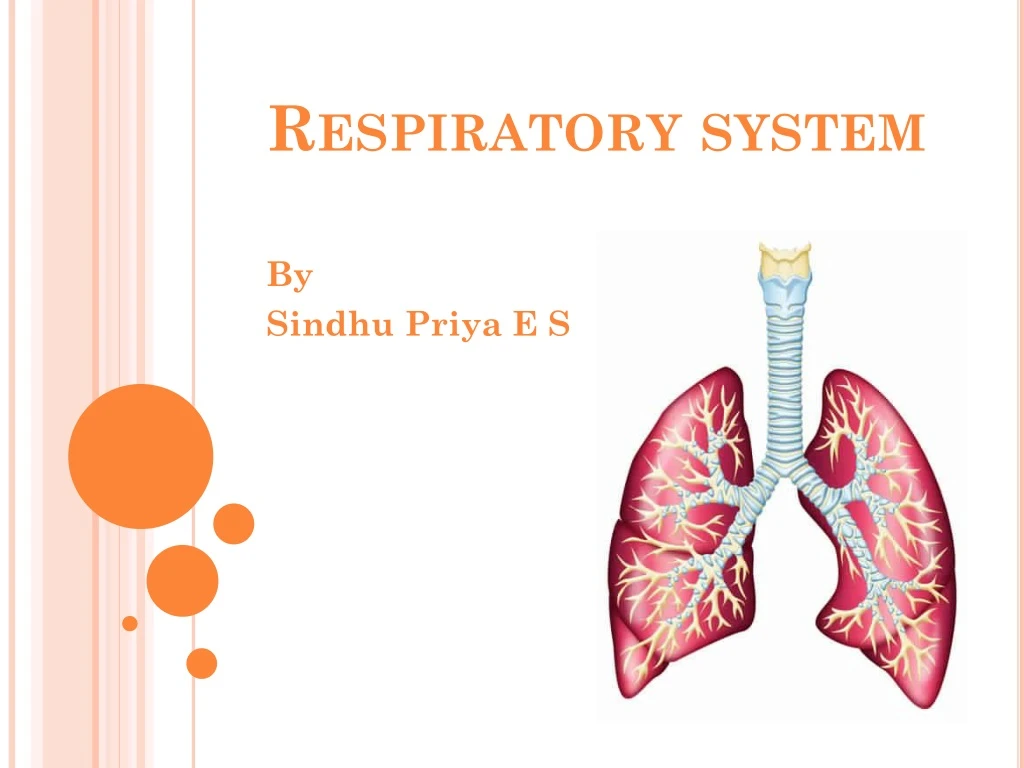 respiratory system