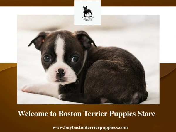 Welcome to Boston Terrier Puppies Store