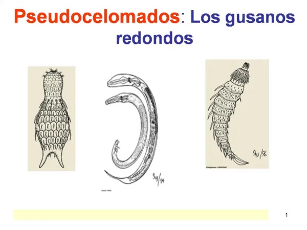 Pseudocelomados: Los gusanos redondos