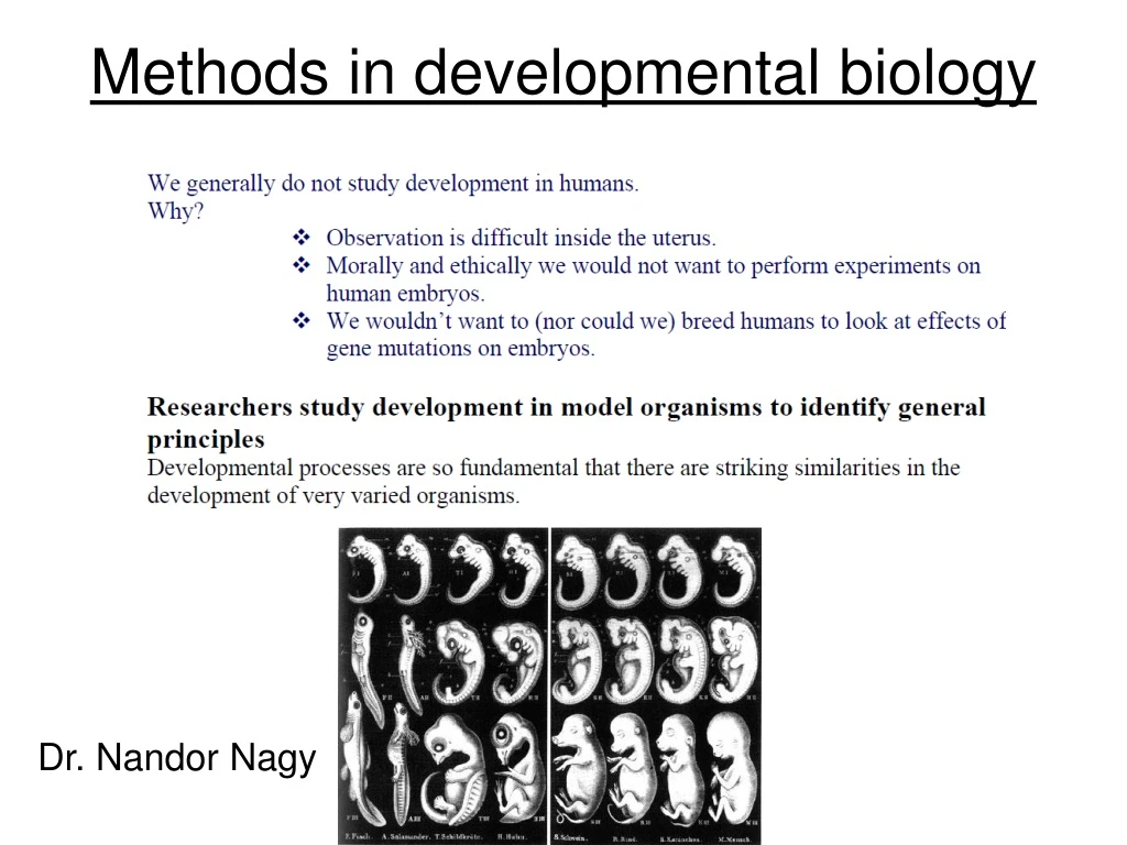 methods in developmental biology