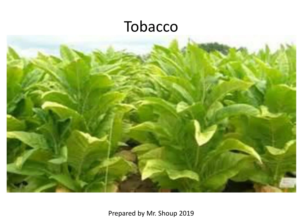 tobacco