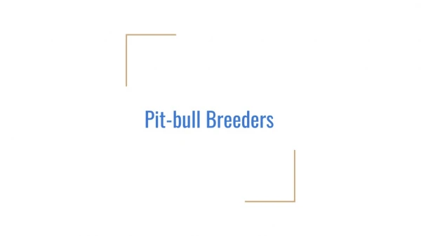 Pitbull Puppies for Adoption in the US