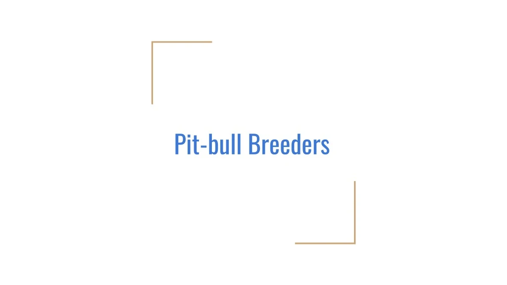 pit bull breeders