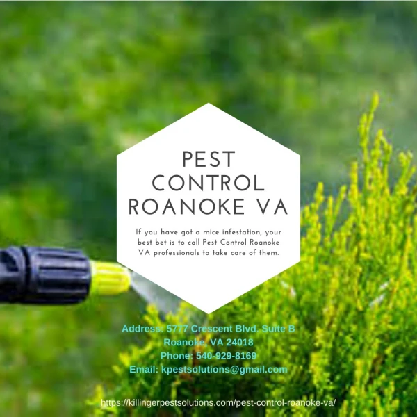 Pest Control Roanoke VA | Killinger Pest Solutions